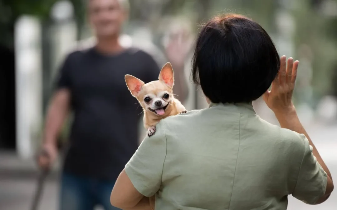 4 Guidelines To Follow When Adopting A Dog In Singapore