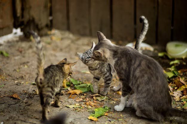 Feeding Stray Cats Specifically