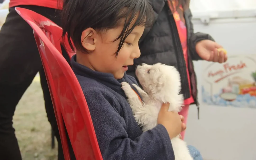 Legal Considerations & Procedures Of Pet Adoption In Singapore