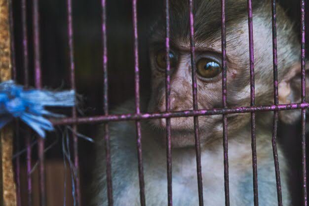 Penalties Under Animal Abuse Law In Singapore