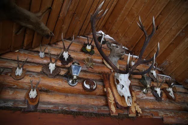 Taxidermy Animals In Singapore