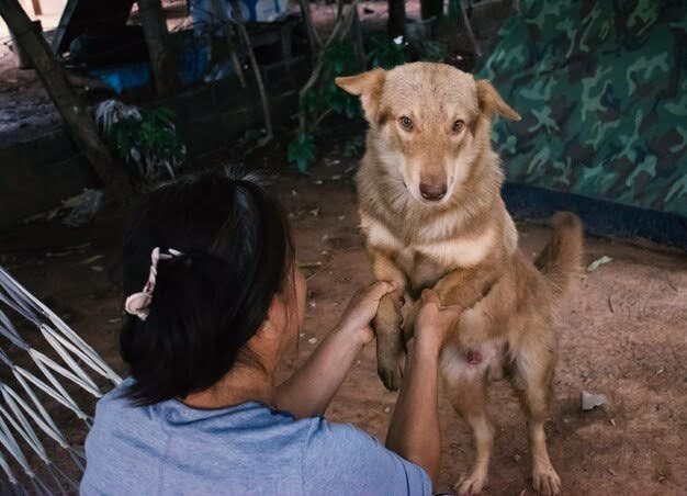 What About Stray Dogs
