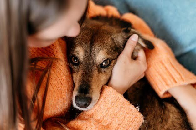 What To Do If You Witness Animal Abuse In Singapore